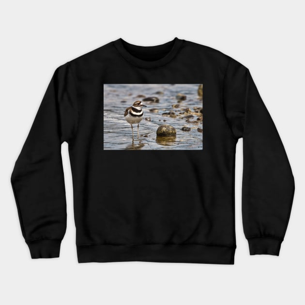 Killdeer at the Beach Crewneck Sweatshirt by SHWILDLIFE